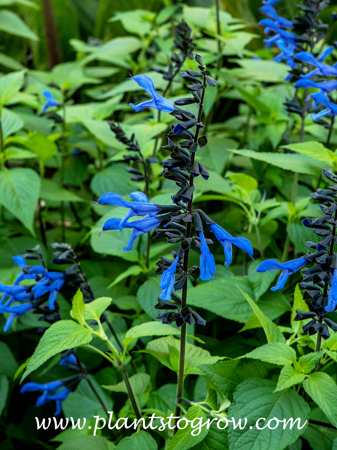 Salvia Blue Suede Shoes (Salvia) 
Light blue flowers with a charcoal black caylx.,